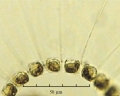 Chaetoceros curvisetus