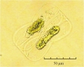 Amphiprora hyperborea