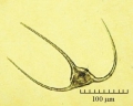 Ceratium longipes