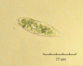 Eutreptia globulifera
