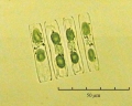 Navicula vanhoeffenii
