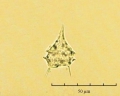 Protoperidinium bipes