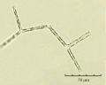 Thalassionema nitzschioides