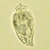 Click for more details of AMPHIDINIUM EXTENSUM Click for more details of AMPHIDINIUM EXTENSUM