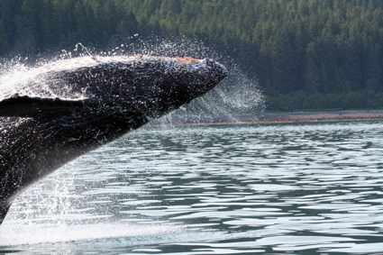 Humpback Whale breach near Point Adolphus