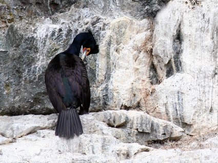 Kenaj Fiords Nat. Park. Black Oystercatcher