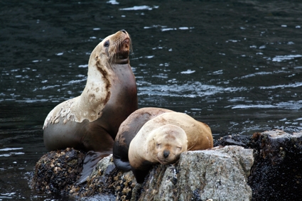 Kenaj Fiords Nat. Park. Sea Lions