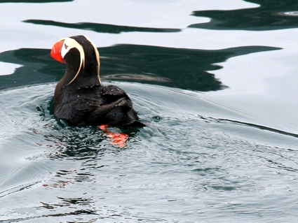 Kenaj Fiords Nat. Park. Tufted Puffin