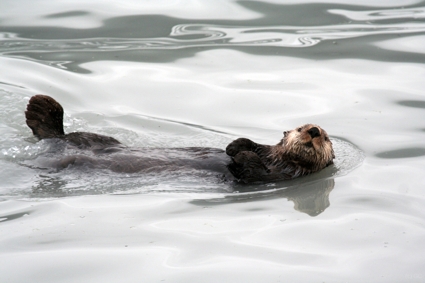 Resurection Bay. Otter