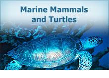 Marine Mammals and Turtles